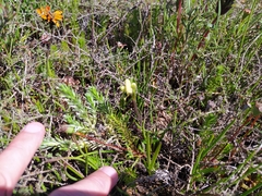 Disperis villosa