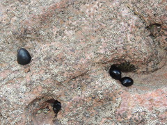Nerita melanotragus