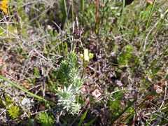 Disperis villosa