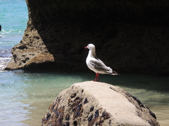 Chroicocephalus novaehollandiae scopulinus