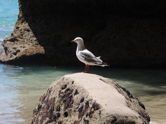 Chroicocephalus novaehollandiae scopulinus