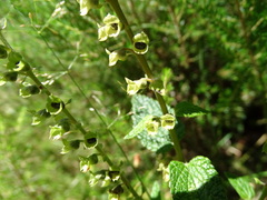 Teucrium scorodonia