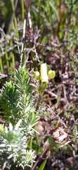 Disperis villosa