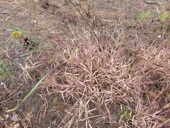 Cleistogenes squarrosa