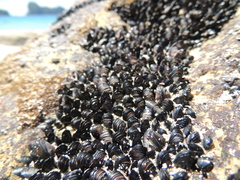 Xenostrobus neozelanicus