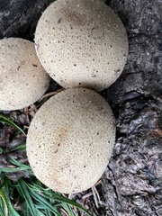 Lycoperdaceae