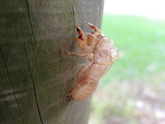 Amphipsalta cingulata