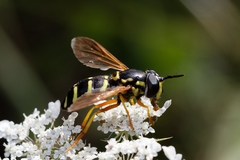 Chrysotoxum festivum