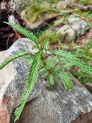 Urtica incisa