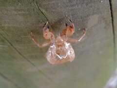 Amphipsalta cingulata