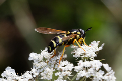 Chrysotoxum festivum