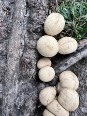 Lycoperdaceae