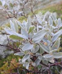 Salix lapponum