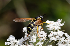 Chrysotoxum festivum