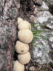 Lycoperdaceae