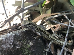 Concinnia tenuis