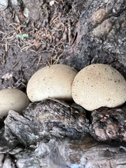 Lycoperdaceae