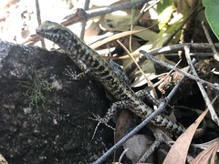 Concinnia tenuis