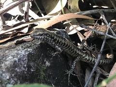 Concinnia tenuis