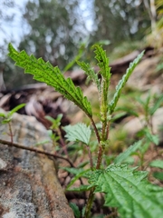Urtica incisa