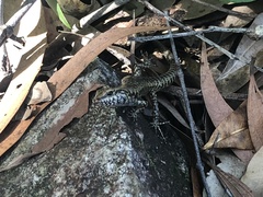 Concinnia tenuis