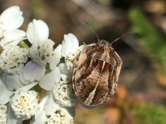 Homaemus aeneifrons