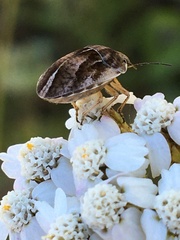 Homaemus aeneifrons