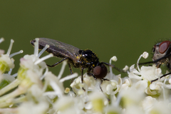 Dilophus