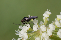 Dilophus