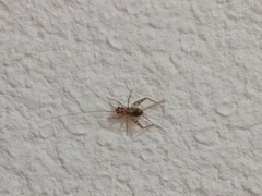 Gryllomorpha dalmatina