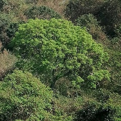 Mangifera indica