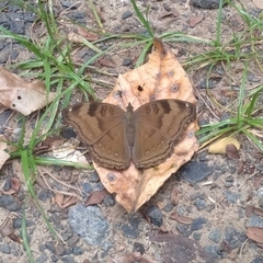 Junonia iphita