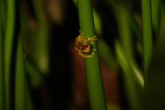 Dendropsophus ebraccatus