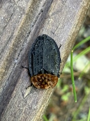 Oiceoptoma thoracicum