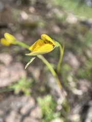 Diuris behrii