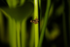 Dendropsophus ebraccatus