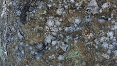 Umbilicaria decussata