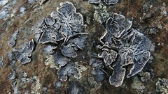 Umbilicaria decussata