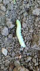 Smerinthus ocellata