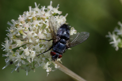 Epicampocera succincta