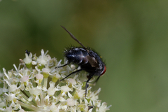 Epicampocera succincta