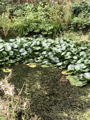 Nymphaea alba