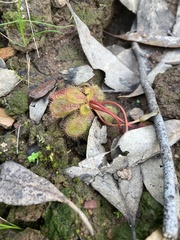 Drosera whittakeri