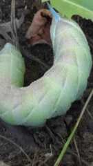 Smerinthus ocellata