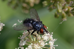 Epicampocera succincta