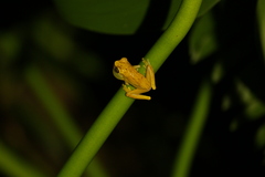 Dendropsophus ebraccatus