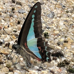 Graphium choredon
