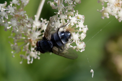 Epicampocera succincta