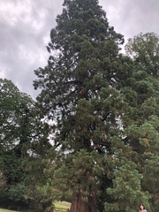 Sequoiadendron giganteum