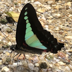 Graphium choredon